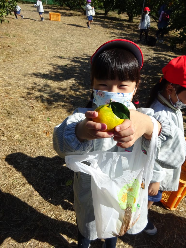 年中さんのみかんがり 南横須賀幼稚園